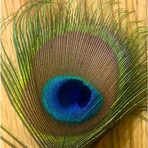 Real Peacock Feathers. We harvest the most beautiful feathers every spring.